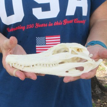 9" Alligator Skull 