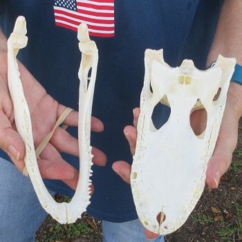 9" Alligator Skull 