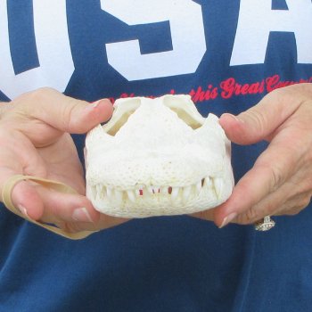 9" Alligator Skull 