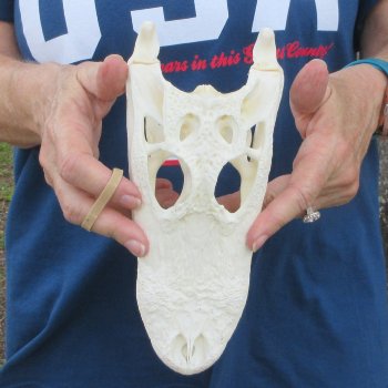 9" Alligator Skull 