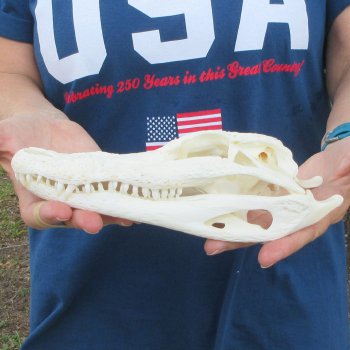 9" Alligator Skull 