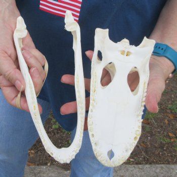 9" Alligator Skull 