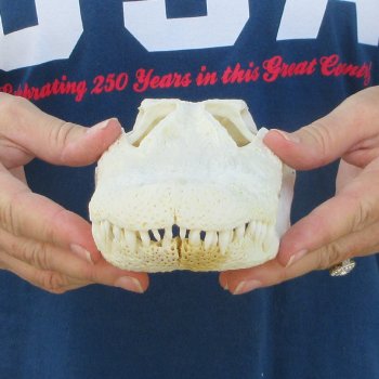 9-1/2" Alligator Skull 