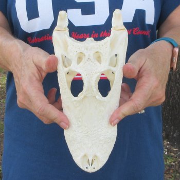 9-1/2" Alligator Skull 