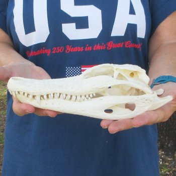 9-1/2" Alligator Skull 