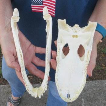 9-1/2" Alligator Skull 