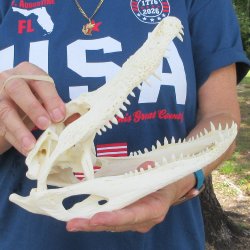 10" Alligator ...