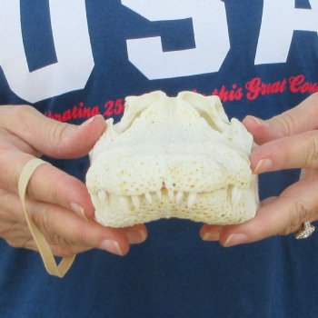 10" Alligator Skull 