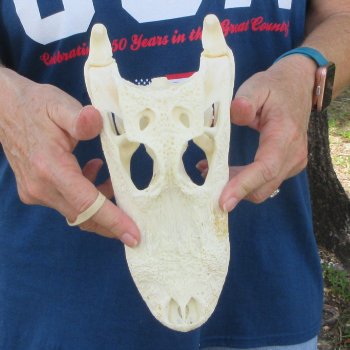 10" Alligator Skull 