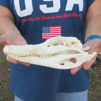 10" Alligator Skull 
