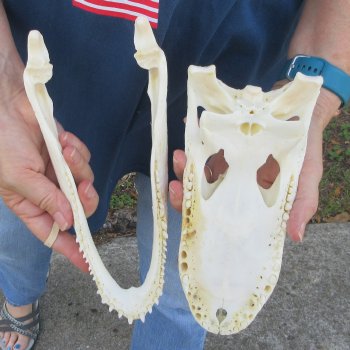 10" Alligator Skull 