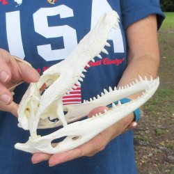 9" Alligator S...