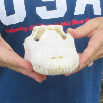 9" Alligator Skull 