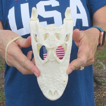 9" Alligator Skull 