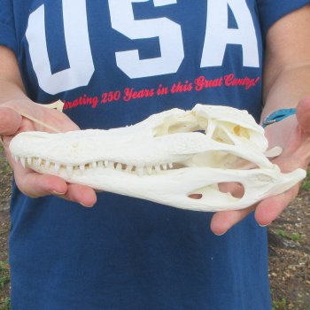 9" Alligator Skull 