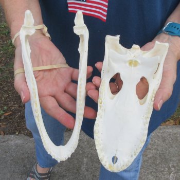 9" Alligator Skull 