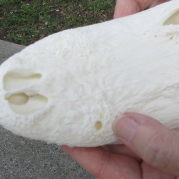 9" Alligator Skull 