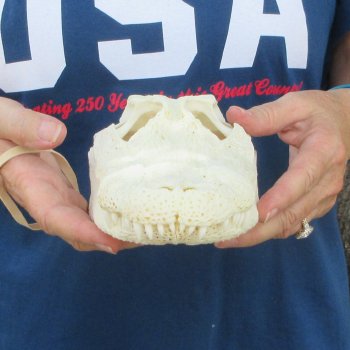 10-1/2" Alligator Skull 