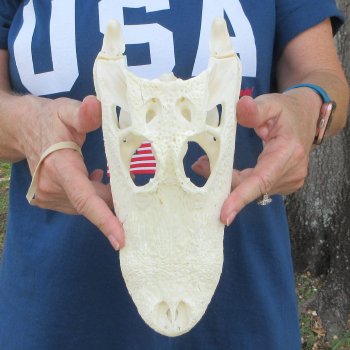 10-1/2" Alligator Skull 