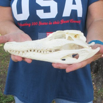 10-1/2" Alligator Skull 