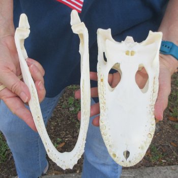 10-1/2" Alligator Skull 
