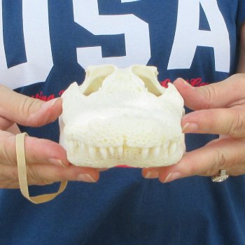 9-1/2" Alligator Skull 