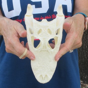 9-1/2" Alligator Skull 