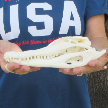 9-1/2" Alligator Skull 