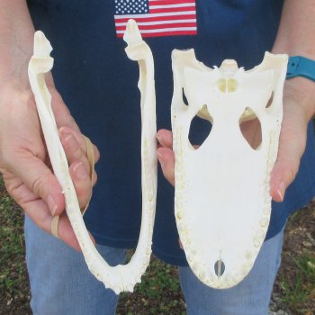 9-1/2" Alligator Skull 