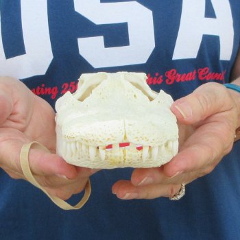 9-1/2" Alligator Skull 
