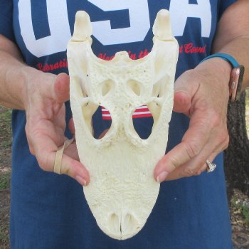9-1/2" Alligator Skull 