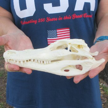 9-1/2" Alligator Skull 
