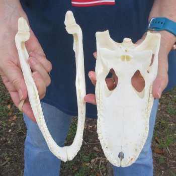 9-1/2" Alligator Skull 