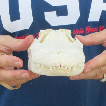 9-1/2" Alligator Skull 