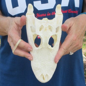 9-1/2" Alligator Skull 