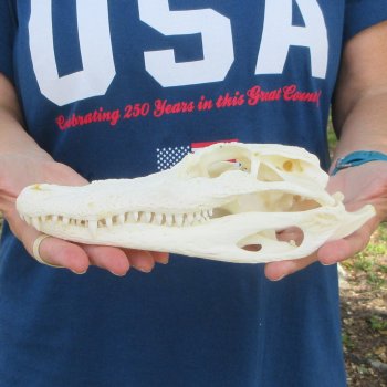 9-1/2" Alligator Skull 