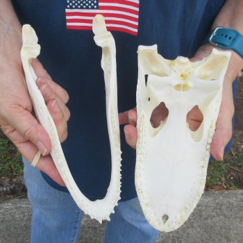 9-1/2" Alligator Skull 