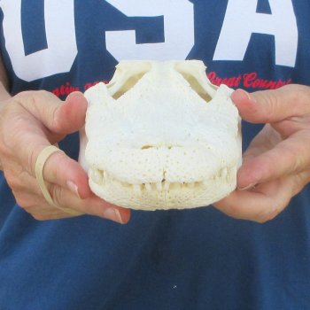 10-1/2" Alligator Skull 