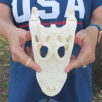 10-1/2" Alligator Skull 