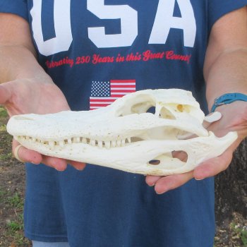 10-1/2" Alligator Skull 