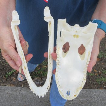 10-1/2" Alligator Skull 