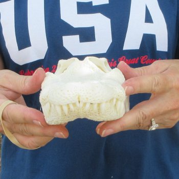 10-1/4" Alligator Skull 