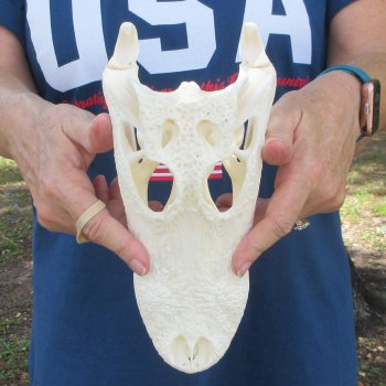 10-1/4" Alligator Skull 