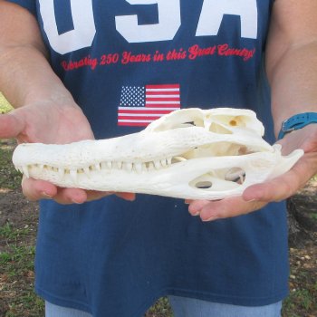 10-1/4" Alligator Skull 