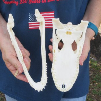 10-1/4" Alligator Skull 