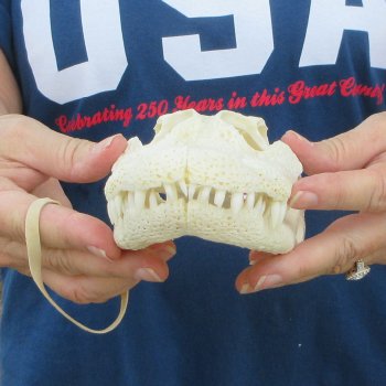 9-1/2" Alligator Skull 