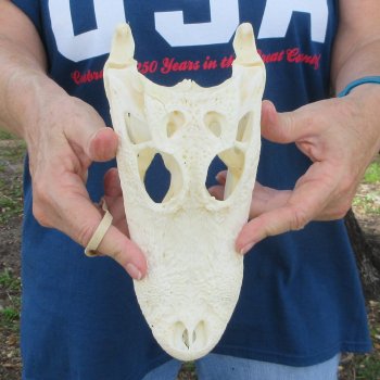 9-1/2" Alligator Skull 