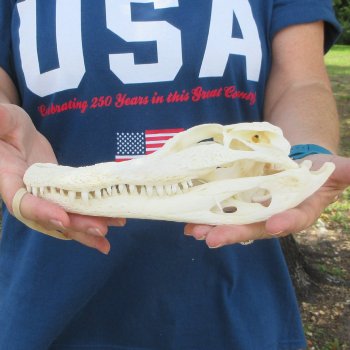 9-1/2" Alligator Skull 
