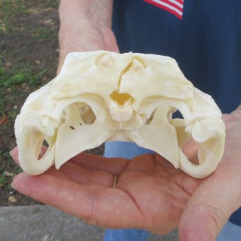 9-1/2" Alligator Skull 