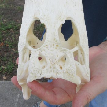 9-1/2" Alligator Skull 